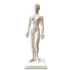 Acupuncture Body Model, Female, 48 cm 