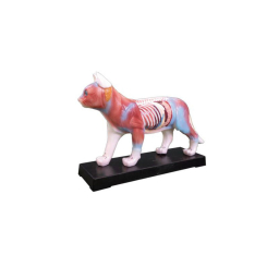 Tier Akupunkturmodelle Katze, L 28 × B 7 × H 18 cm
