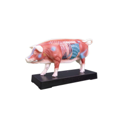 Tier Akupunkturmodelle Schwein, L 23 x B 8 x H 13 cm