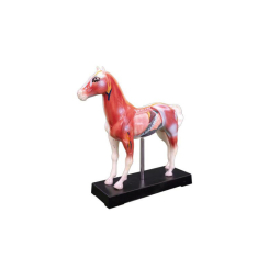 Tier Akupunkturmodelle Pferd, L 25 × B 7 × H 24 cm