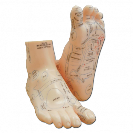 Massage Fußmodell (1 Paar) 