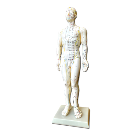 Acupuncture Body Model, Male, 50 cm 