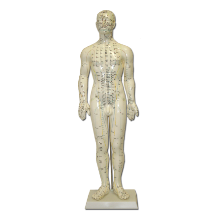Acupuncture Body Model, Male, 60 cm 