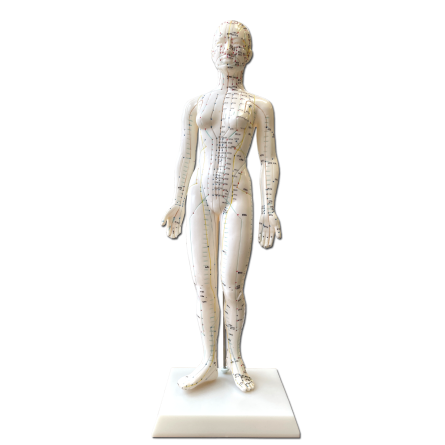 Acupuncture Body Model, Female, 48 cm 