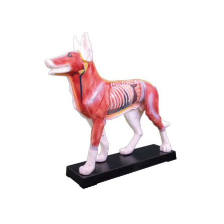 Tier Akupunkturmodelle Hund, L 31 × B 10 × H 29 cm